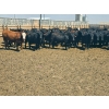 Image 3 : M.S. MacLean Livestock - 1020# May Delivery Steers - 59 Head (Coaldale, AB)