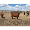 Image 5 : Rick Matz - 20 November Delivery Red Angus X Bred Heifers (Strathmore, AB)