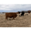 Image 14 : C & L Livestock - 29 Red Mature 3-Way Pairs (Edam, SK) VBP+