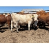 Image 4 : Birch Island Land & Cattle - 1050# May Delivery Steers - 114 Head (Rhein, SK)