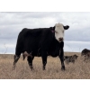 Image 6 : C & L Livestock - 25 BBF/BWF 2nd & 3rd Calf 3-Way Pairs (Edam, SK) VBP+