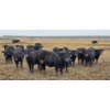Image 5 : Jim & Ryan Geldreich - 900# March/April Delivery Steers - 68 Head (Bow Island, AB)