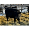 Image 3 : 6S Family Farm - 5 Fifth & Sixth Calvers (Pen 431)
