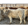 Image 11 : Copperfield Farming - 730# February Delivery Heifers - 120 Head (Vauxhall, AB)