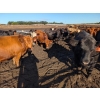 Image 2 : Justin Unrau - 1025# September Delivery Heifers - 176 Head (MacGregor, MB)