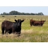 Image 5 : Riverbend Ranch - 1080# September Delivery Grass Steers - 225 Head (Coronation, AB)