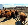 Image 9 : Breault Ranching Ltd. - 585# May Delivery Steers - 48 Head (Ste. Rose, MB) VBP+