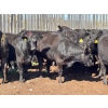 Image 4 : Boggy Springs Ranch - 975# September Delivery Grass Heifers - 45 Head (Maple Creek, SK)