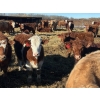 Image 5 : Bill Orlick - 900# February Delivery Steers - 70 Head (Calmar, AB)