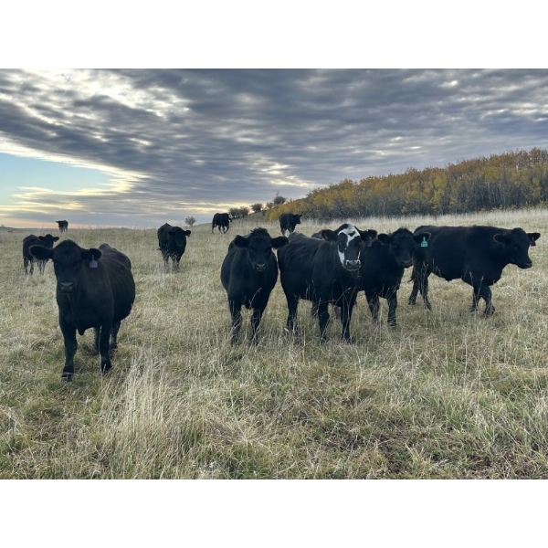 DJC Ranch - 1100# October Delivery Grass Steers - 224 Head (Rabbit Lake, SK)