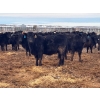 Image 4 : Lyle & Lucas Parker - 770# April Delivery Heifers - 80 Head (Marwayne, AB)