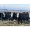 Image 2 : Jason & Kevin Szymanek - 900# December Delivery Weaned Steers - 68 Head (Stauffer, AB)