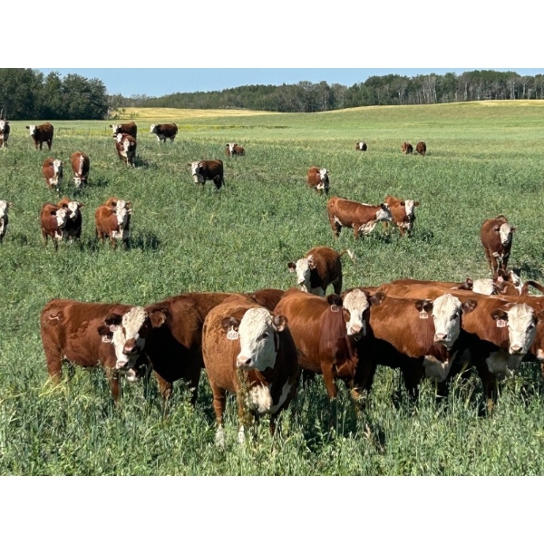 Pleasant View Farms - 985# August Delivery Grass Heifers - 130 Head (Irma, AB)