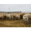 Image 2 : Vossepoel Cattle Co. - 680# December Delivery Weaned Steers - 250 Head (Tilley, AB)