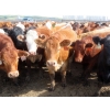 Image 4 : KC Hay & Straw - 985# September Delivery Heifers - 120 Head (Mossbank, SK)