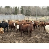 Image 6 : Lesher Lane Enterprises - 950# May Delivery Steers - 250 Head (Lacombe, AB)