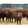 Image 3 : Fox Cattle Co. - 8 Bred Heifers (Pen 439)