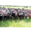 Image 2 : D & N Livestock - 1025# October Delivery Grass Heifers - 120 Head (Peebles, SK) VBP+