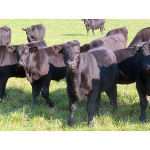 Brightside Stables - 600# October Delivery Steer Calves - 45 Head (Russell, MB)