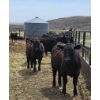 Image 4 : Bryan Ranch Ltd. - 750# May Delivery Heifers - 82 Head (Maple Creek, SK)