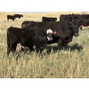 Image 6 : Watkins Rock Solid Ranch - 600# October Delivery Steer Calves - 160 Head (Craik, SK)