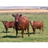 Image 7 : Mullen Land & Cattle Co. - 550# September Delivery Heifer Calves - 112 Head (Peers, AB)
