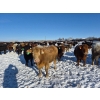 Image 3 : Cloverleaf Cattle Co. - 1250# December Delivery Open Heifers - 350 Head (Elgin, MB)