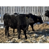 Image 4 : Terry Dayholos - 730# February Weaned Steers - 84 Head (Amaranth, MB)