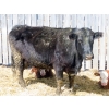 Image 16 : Leib Farm & Ranch Ltd. - 30 Black Angus/Black Angus X Pairs (Southey, SK)