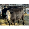 Image 4 : Lazy J Cattle Co. - 10 Third Calvers (Pen 439)