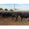 Image 2 : Chipping Hill Cattle Co. - 975# September Delivery Steers - 126 Head (MacGregor, MB)