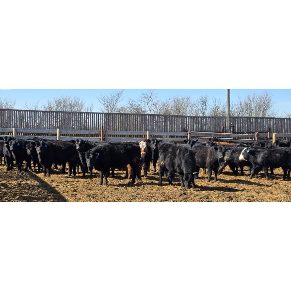 South Island Farms - 710# March/April Delivery Steers - 48 Head (Bow Island, AB)