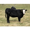 Image 3 : Jason & Melissa Smith - 610# October Delivery Heifer Calves - 50 Head (Eckville, AB)