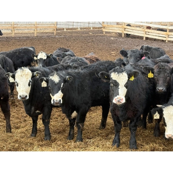 Habraken Farms Ltd. - 825# March Delivery Heifers - 76 Head (Scandia, AB)