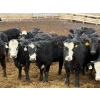 Image 1 : Habraken Farms Ltd. - 825# March Delivery Heifers - 76 Head (Scandia, AB)