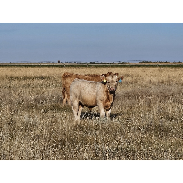Ron Schmidt - 720# November Delivery Steer Calves - 85 Head (Rainier, AB)