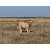 Image 1 : Ron Schmidt - 720# November Delivery Steer Calves - 85 Head (Rainier, AB)