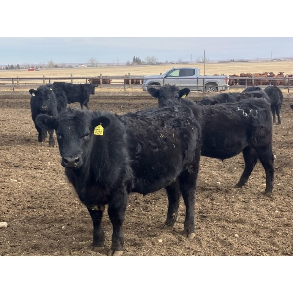 Hawk Ranching - 880# March Delivery Steers - 72 Head (Parkland, AB)