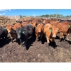 Image 2 : Lenny Brubacher - 1165# July Delivery Steers - 104 Head (Winnipegosis, MB)