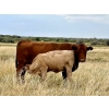 Image 12 : Kokay Farms Ltd. - 660# Heifer Calves - 45 Head (Rosemary, AB)