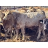 Image 8 : Donovan Banman - 650# October Delivery Steer Calves - 35 Head (Hays, AB)