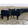 Image 2 : Darrell Goldsmith - 650# March/April Delivery Heifers - 91 Head (Hoosier, SK)