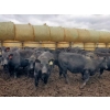 Image 2 : EMDE Land & Cattle - 700# October Delivery Steer Calves - 85 Head (Midale, SK)