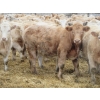 Image 14 : Vossepoel Cattle Co. - 680# December Delivery Weaned Steers - 250 Head (Tilley, AB)