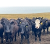 Image 3 : Boggy Springs Ranch - 970# September Grass Heifers - 100 Head (Maple Creek, SK)
