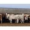 Image 5 : Lesher Lane Enterprises - 925# November Yearling Heifers - 135 Head (Lacombe, AB)