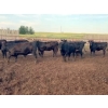 Image 7 : Cross Bar Ranch - 930# June Delivery Heifers - 70 Head (Consort, AB)