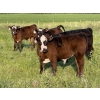 Image 2 : Greg Bramall - 650# November Delivery Steer Calves - 80 Head (Eckville, AB)