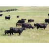 Image 5 : Tica Holdings Ltd. - 575# Nov/Dec Delivery Steer Calves - 105 Head (Radville, SK)