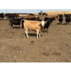 Image 6 : Lakeview Cattle Co.  - 825# Sept/Oct Delivery Heifers - 144 Head (Rhein, SK)